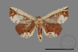 ǦW:Noctuidae sp.