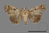 ǦW:Callopistria deflexusa