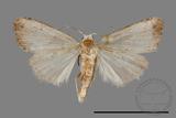 ǦW:Noctuidae sp.