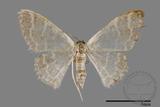 ǦW:Idaea sp.