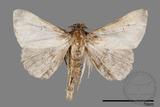 ǦW:Noctuidae sp.