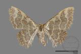 ǦW:Idaea sp.