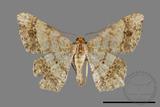 ǦW:Macaria abydata