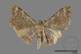 ǦW:Idaea sp.