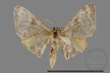 ǦW:Idaea sp.