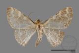 ǦW:Idaea sp.