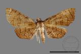 ǦW:Hypolamprus sp.