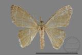 ǦW:Idaea sp.