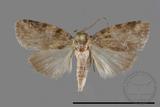 ǦW:Noctuidae sp.