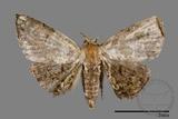 ǦW:Noctuidae sp.