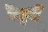 ǦW:Noctuidae sp.