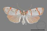 ǦW:Cyana hamata