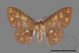 ǦW:Discoglypha locupletata