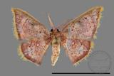 ǦW:Chrysocraspeda sanguinea