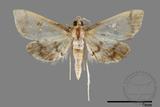 ǦW:Crambidae sp.