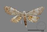 ǦW:Noctuidae sp.