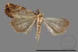 ǦW:Noctuidae sp.