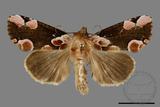 ǦW:Thyatira batis formosicola