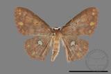 ǦW:Discoglypha locupletata