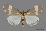 ǦW:Nyctemera arcata albofasciata