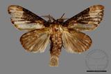 ǦW:Formofentonia orbifer rotundata