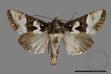 ǦW:Phlogophora albovittata