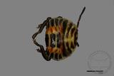 ǦW:Pentatomidae sp.