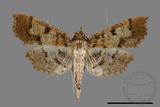 ǦW:Ceratarcha umbrosa