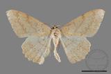 ǦW:Luxiaria mitorrhaphes