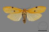 ǦW:Conilepia nigricosta paiwan