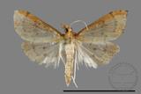 ǦW:Crambidae sp.