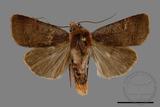 ǦW:Diarsia subtincta