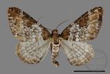 ǦW:Melanthia catenaria mesozona