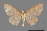 ǦW:Discoglypha locupletata