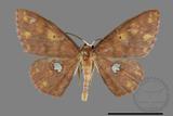 ǦW:Discoglypha locupletata