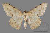 ǦW:Luxiaria mitorrhaphes