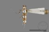 ǦW:Gracillariidae sp.