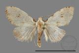 ǦW:Noctuidae sp.