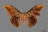 ǦW:Antheraea yamamai superba