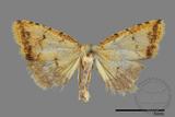 ǦW:Noctuidae sp.