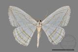 ǦW:Orthocabera sericea