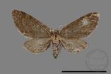 ǦW:Eupithecia sp.