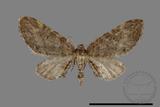 ǦW:Eupithecia sp.