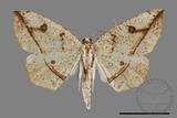 ǦW:Entomopteryx rubridisca