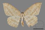 ǦW:Luxiaria obliquata