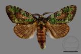 ǦW:Somera viridifusca viridifusca