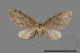 ǦW:Eupithecia sp.