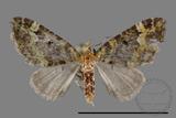 ǦW:Rhinoprora palpata