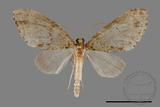 ǦW:Larentiinae sp.