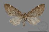 ǦW:Eupithecia sp.